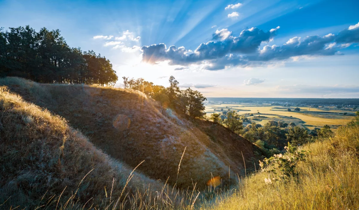 Szukasz jak zadbać o rośliny domowe?